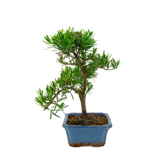 Podocarpus macrophylla pot bleu 30 cm, hauteur ~45 cm