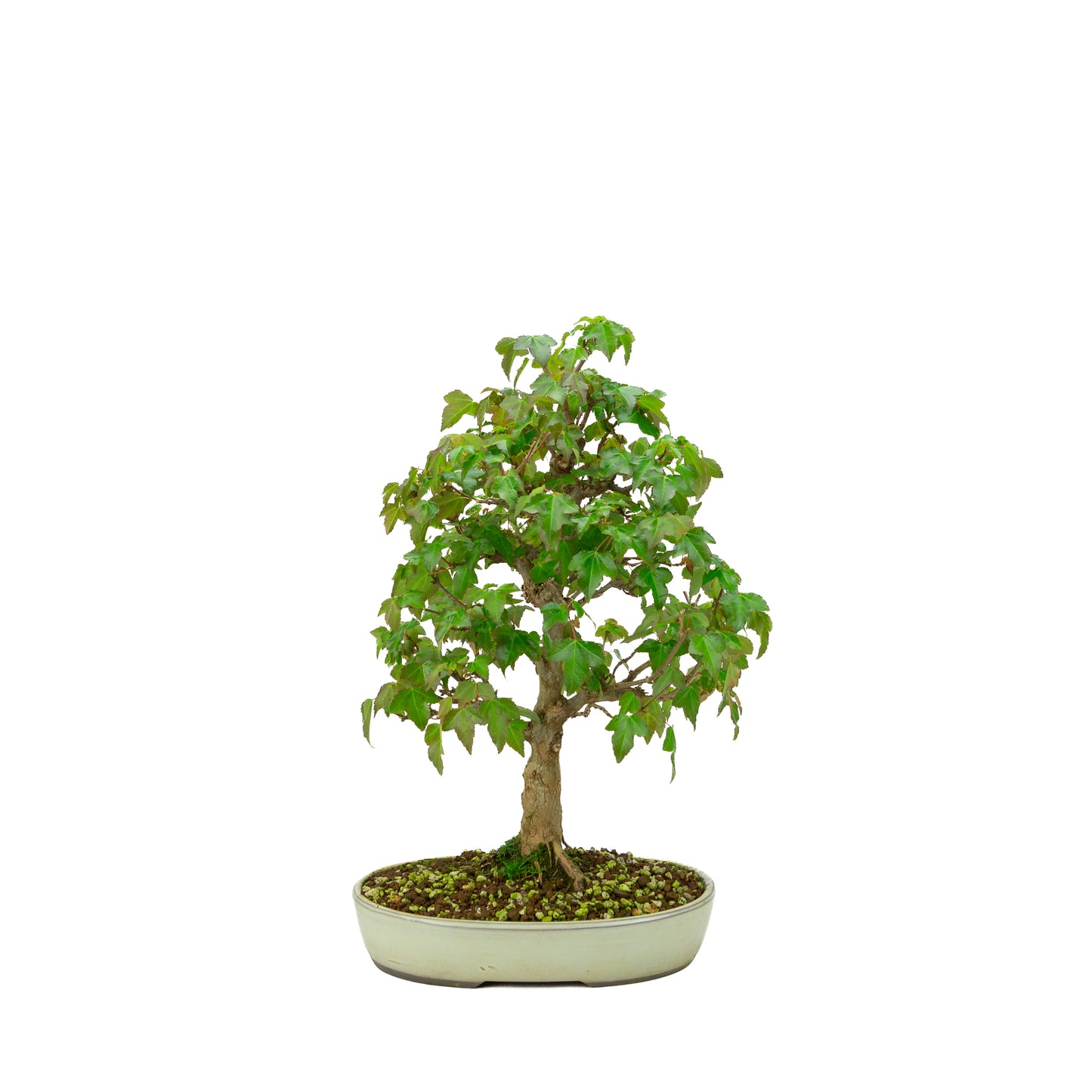 Bonsaï d'extérieur Acer buergerianum pot ovale crème 25 cm, hauteur ~36 cm