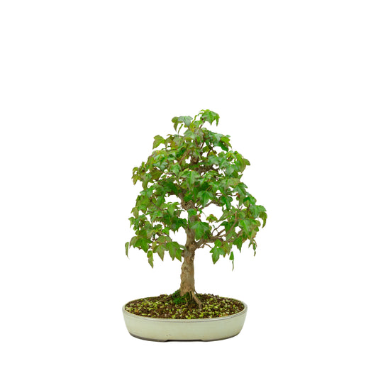 Bonsaï d'extérieur Acer buergerianum pot ovale crème 25 cm, hauteur ~36 cm