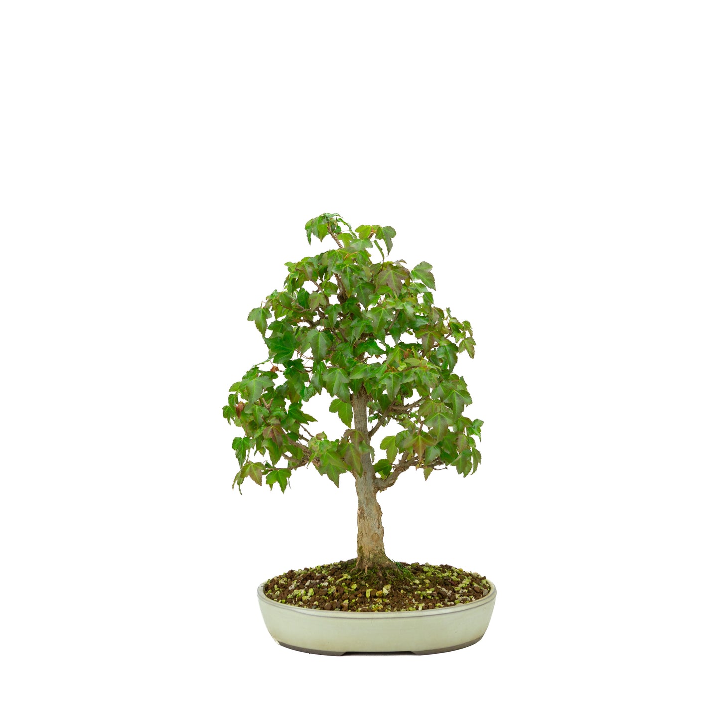 Bonsaï d'extérieur Acer buergerianum pot ovale crème 25 cm, hauteur ~36 cm