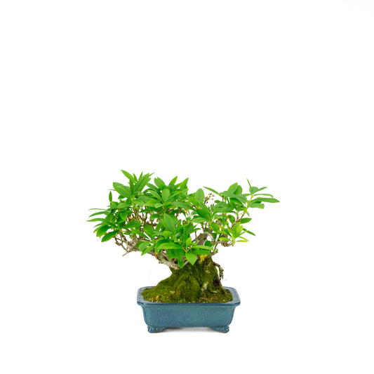 Forsythia pot bleu 18 cm, hauteur ~23 cm
