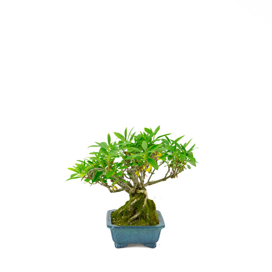 Forsythia pot bleu 18 cm, hauteur ~23 cm