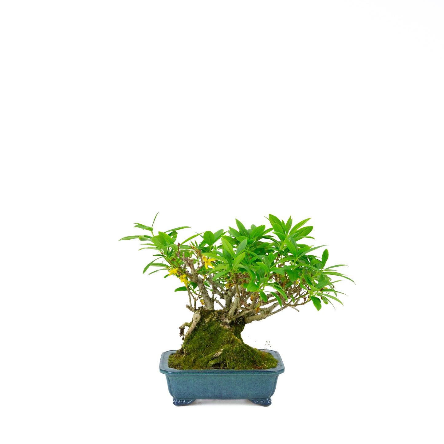 Forsythia pot bleu 18 cm, hauteur ~23 cm