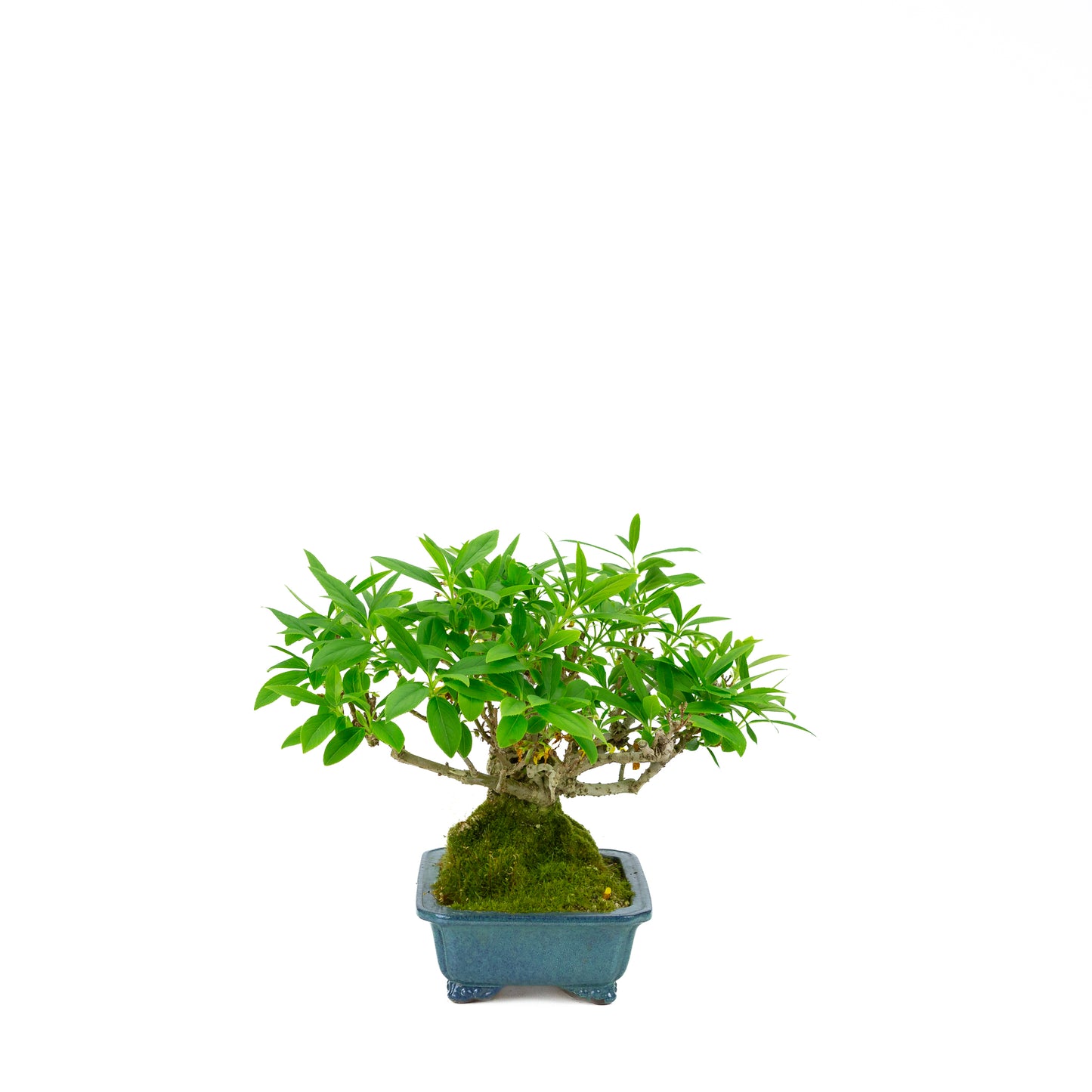 Forsythia pot bleu 18 cm, hauteur ~23 cm