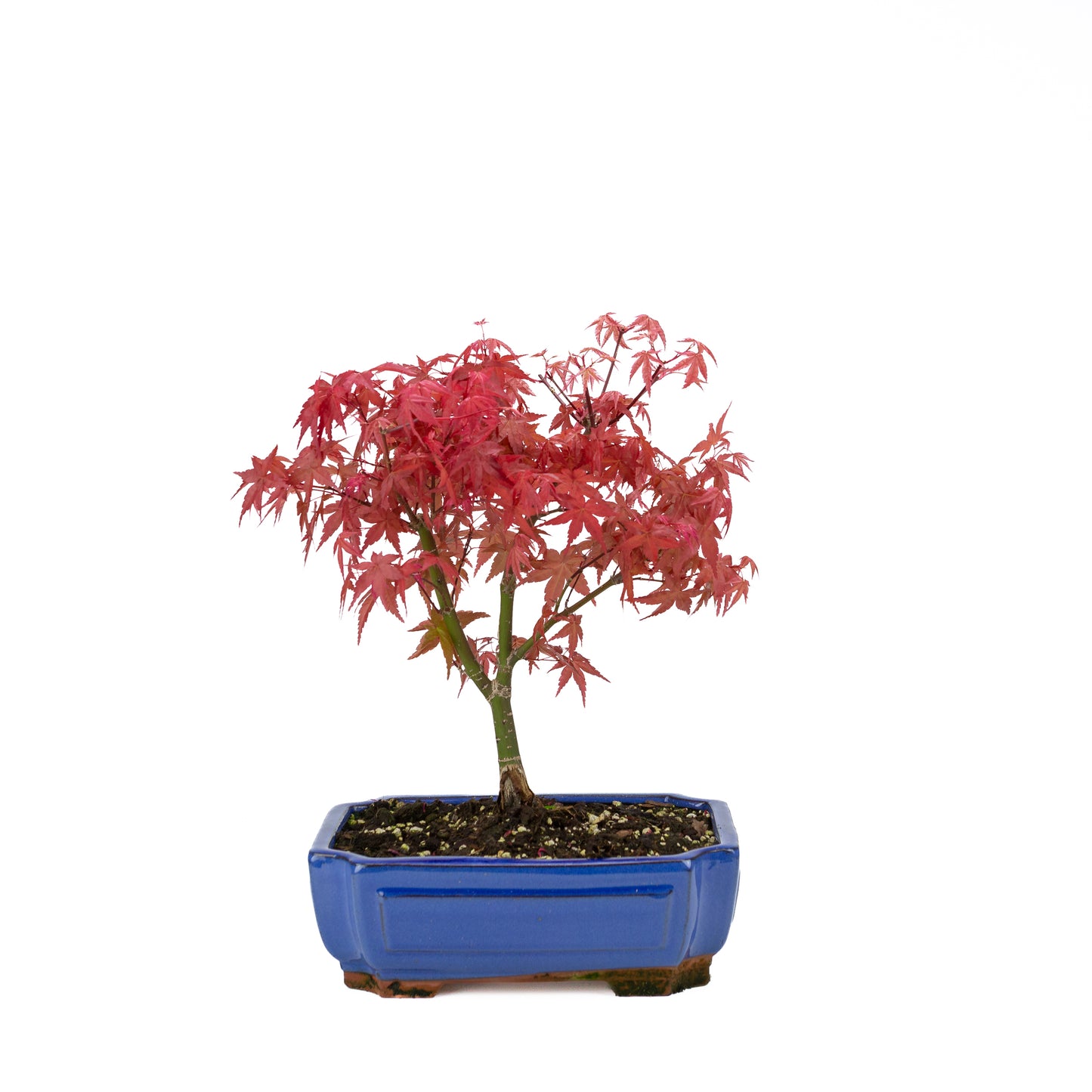 Acer palmatum « Beni Maiko »