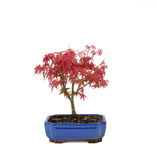 Acer palmatum « Beni Maiko »