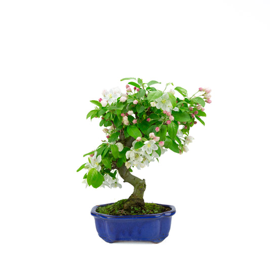Malus halliana pot rectangulaire crème 16 cm, hauteur ~34 cm