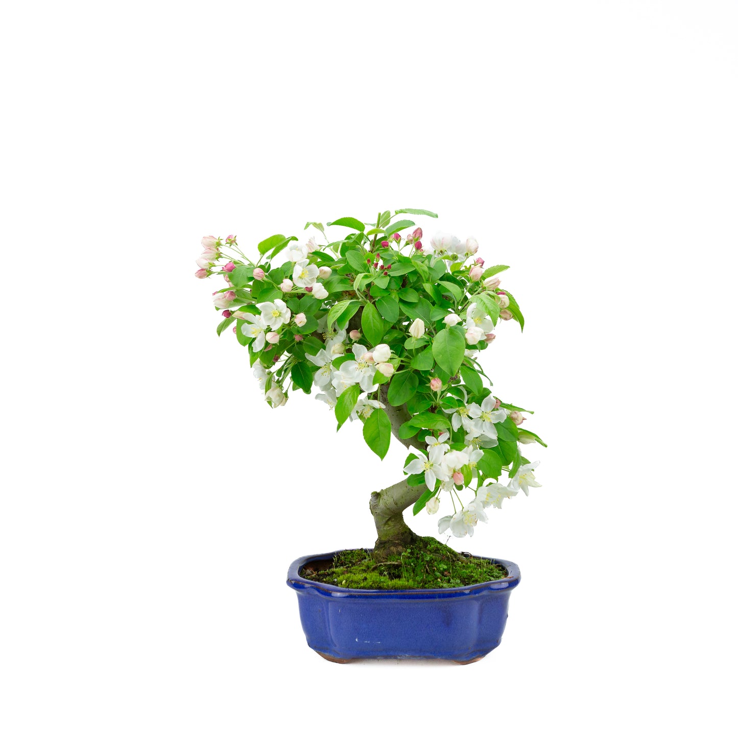 Malus halliana pot rectangulaire crème 16 cm, hauteur ~34 cm