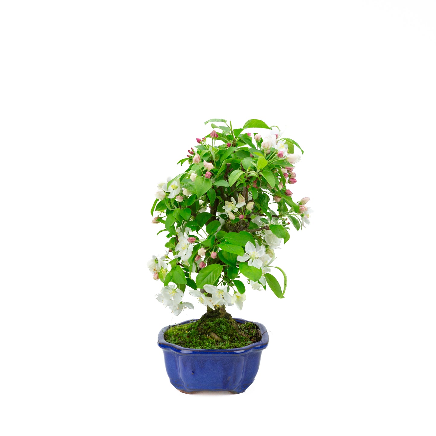 Malus halliana pot rectangulaire crème 16 cm, hauteur ~34 cm