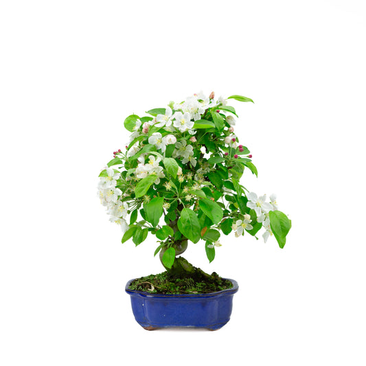 Malus halliana pot rectangulaire crème 16 cm, hauteur ~34 cm