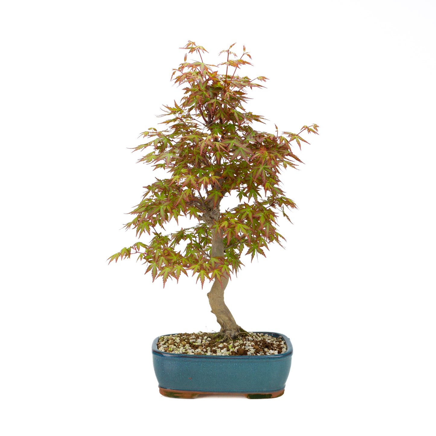 Acer palmatum (Érable japonais), hauteur ~50 cm