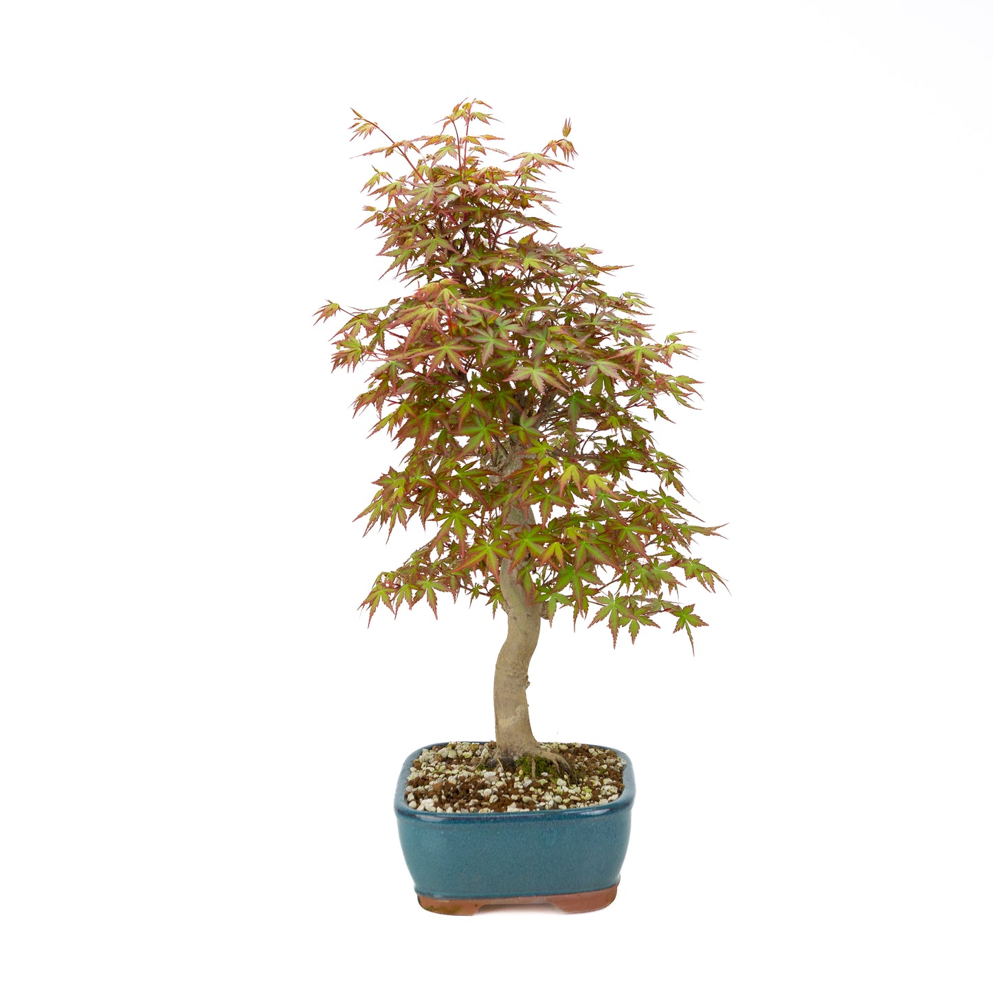 Acer palmatum (Érable japonais), hauteur ~50 cm