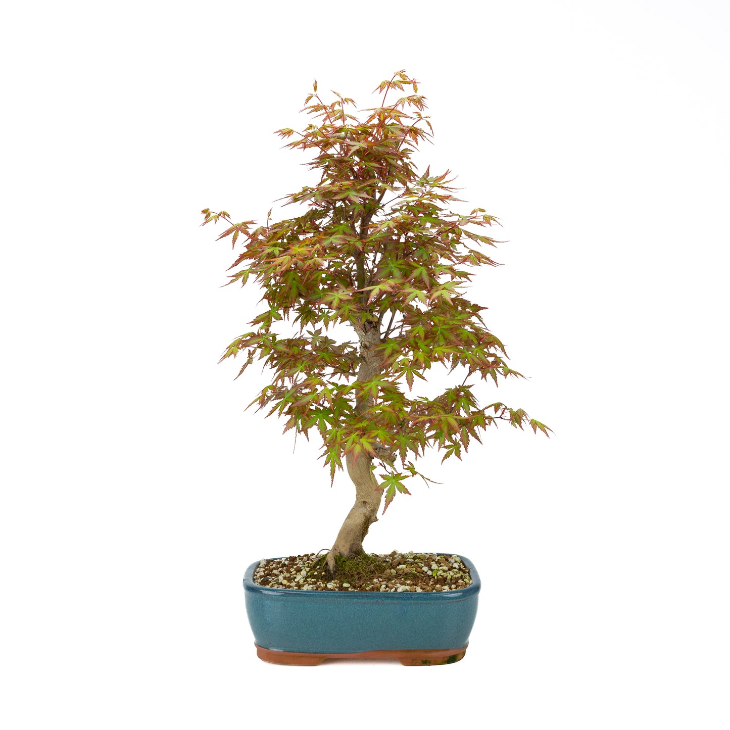Acer palmatum (Érable japonais), hauteur ~50 cm