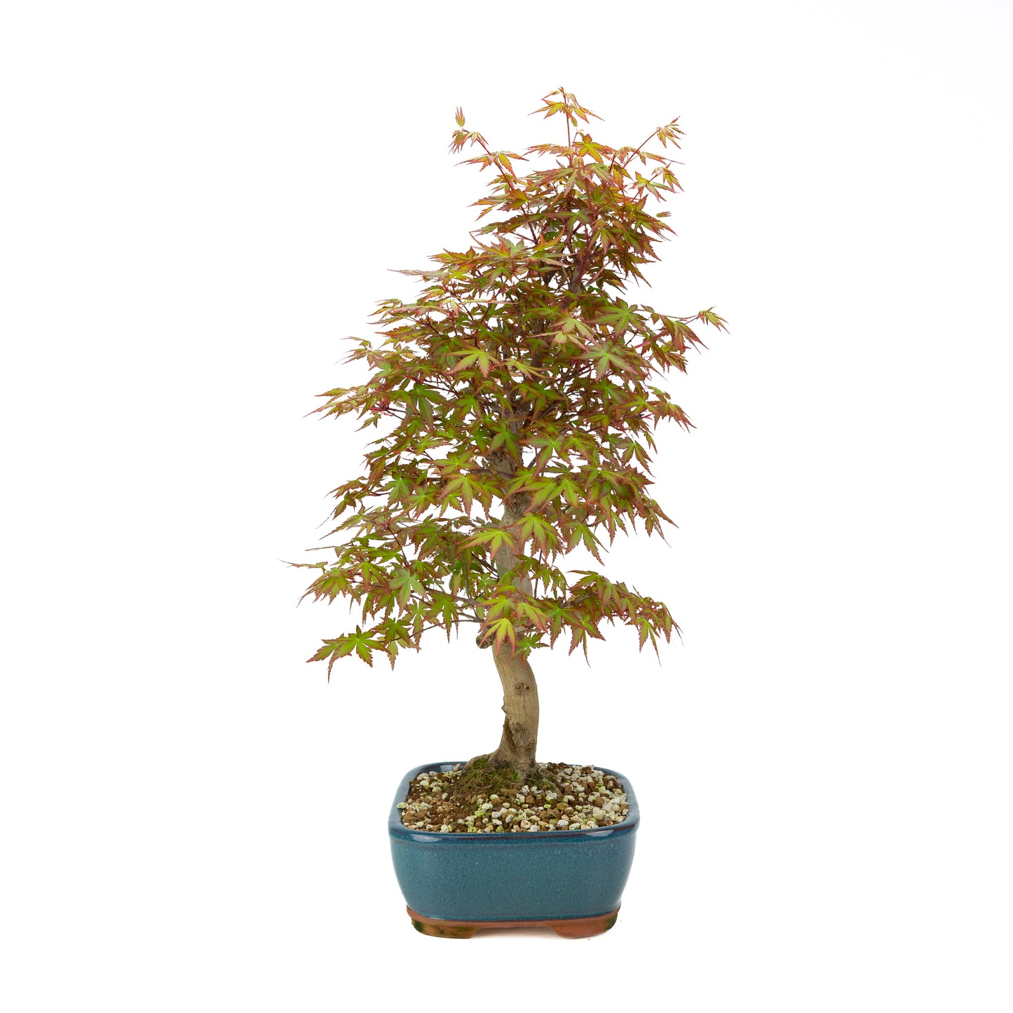 Acer palmatum (Érable japonais), hauteur ~50 cm