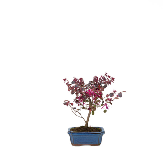 Loropetalum rubra Bonsaï en pot bleu 24 cm, hauteur ~40 cm