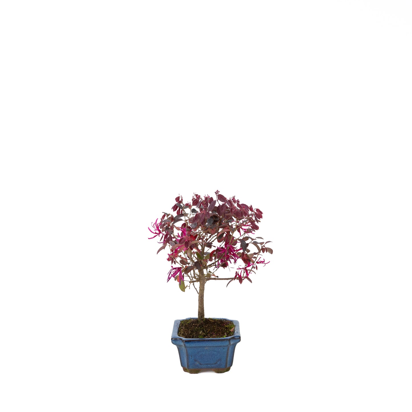 Loropetalum rubra Bonsaï en pot bleu 24 cm, hauteur ~40 cm