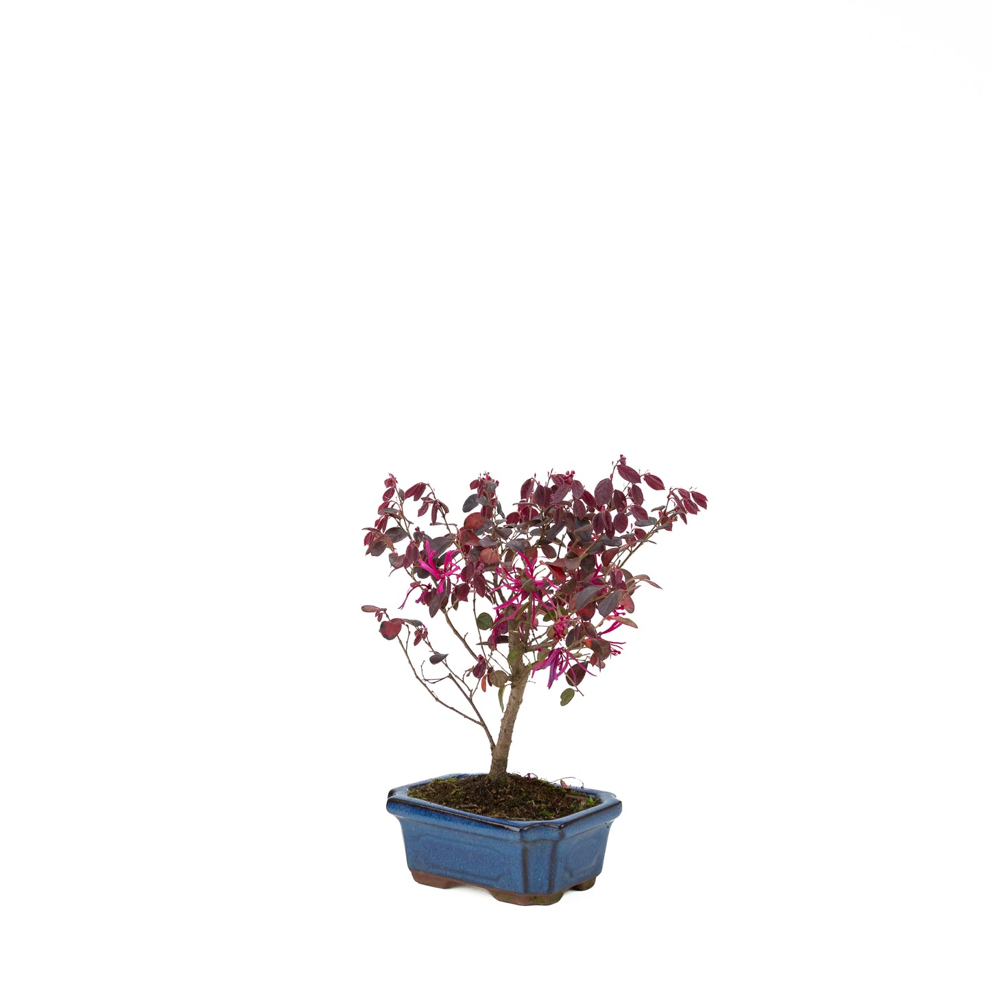 Loropetalum rubra Bonsaï en pot bleu 24 cm, hauteur ~40 cm
