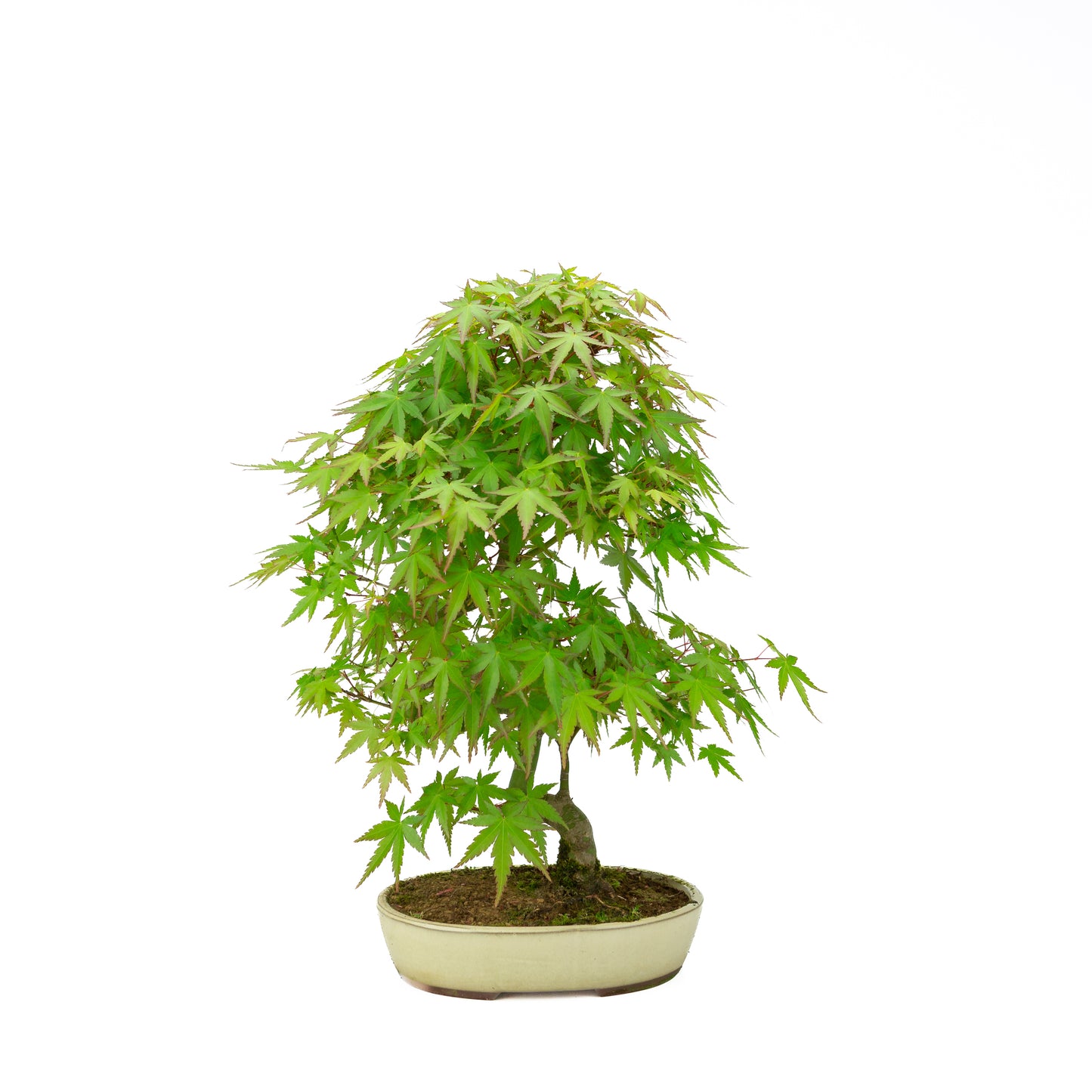 Acer palmatum pot ovale crème 20 cm, hauteur ~40 cm