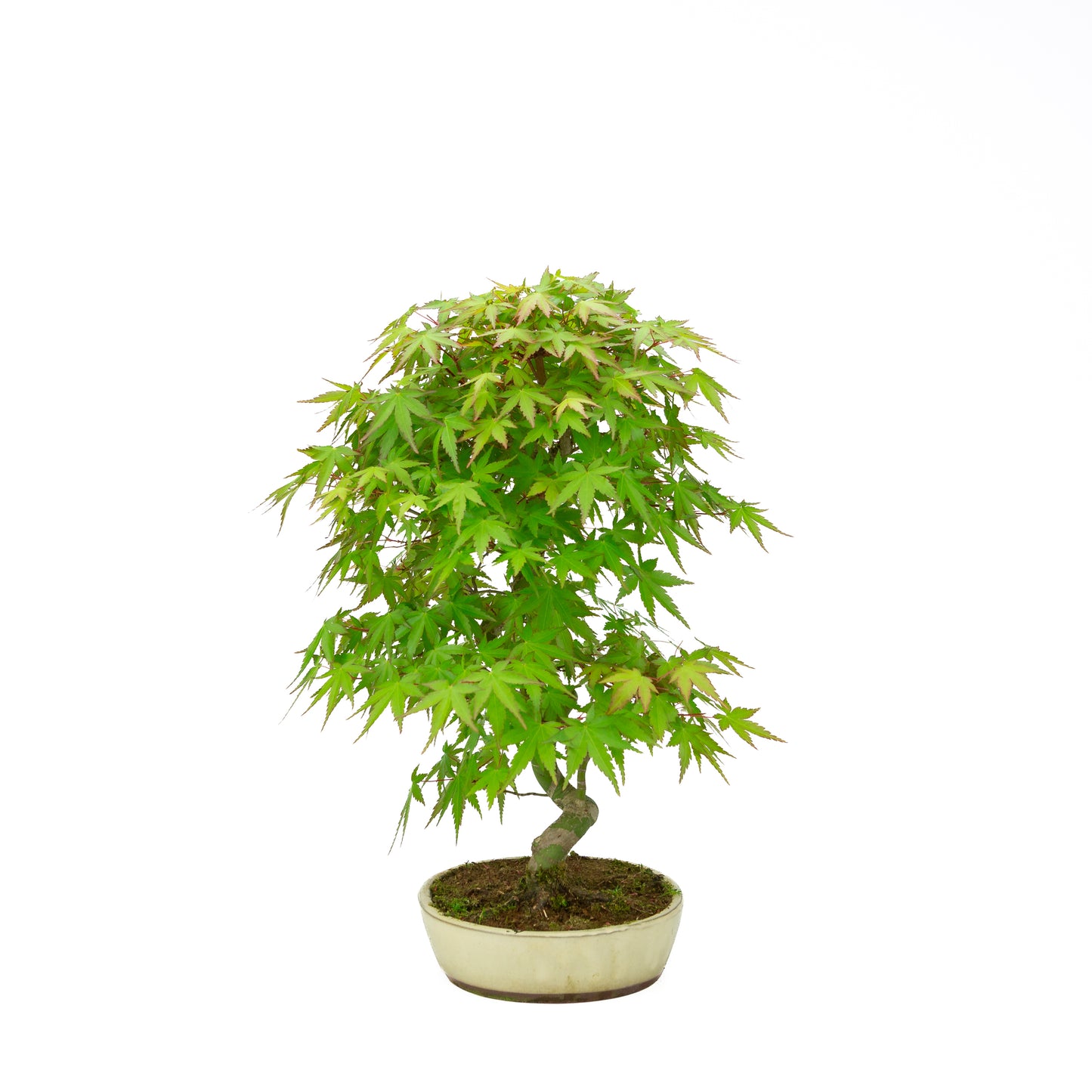 Acer palmatum pot ovale crème 20 cm, hauteur ~40 cm