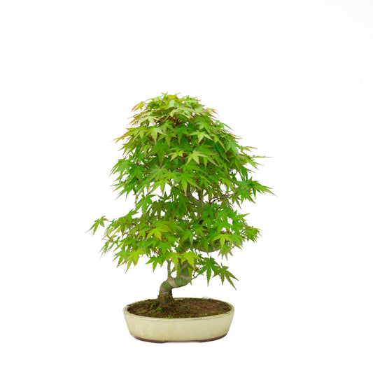 Acer palmatum pot ovale crème 20 cm, hauteur ~40 cm
