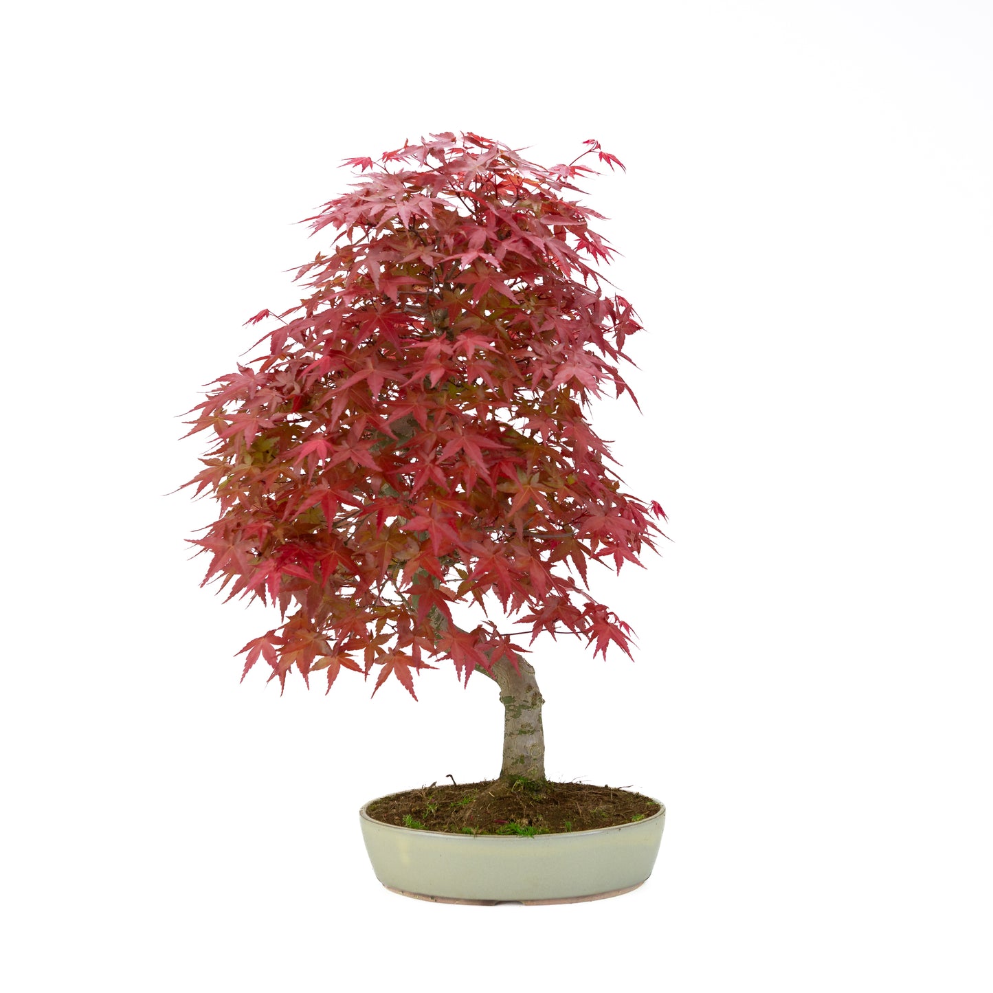 Acer palmatum pot ovale crème 20 cm, hauteur ~40 cm