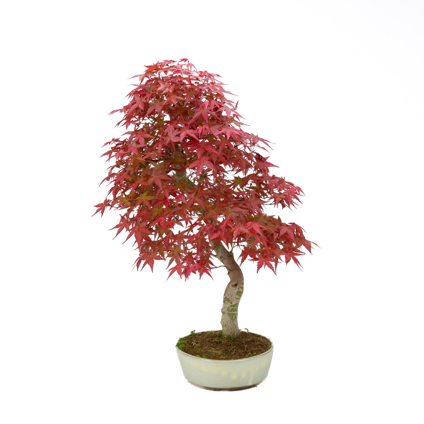 Acer palmatum pot ovale crème 20 cm, hauteur ~40 cm