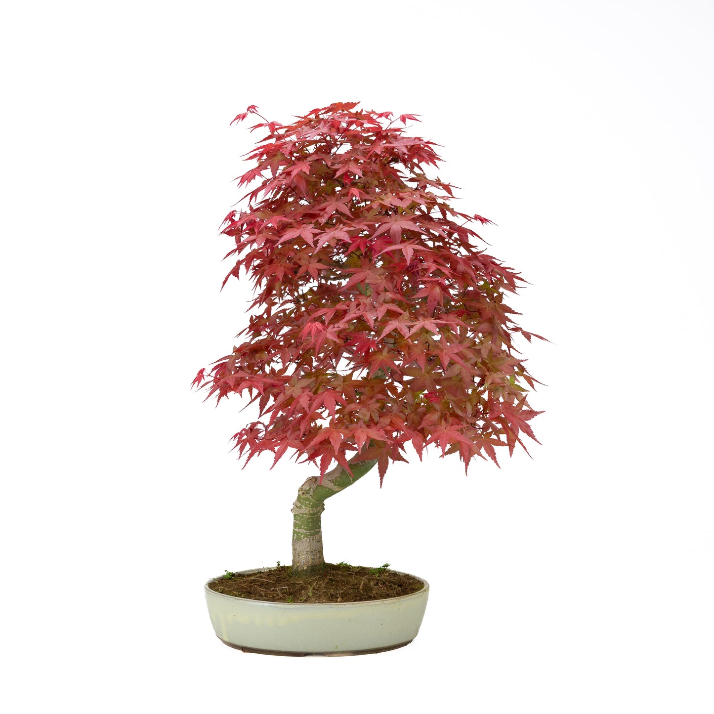 Acer palmatum pot ovale crème 20 cm, hauteur ~40 cm