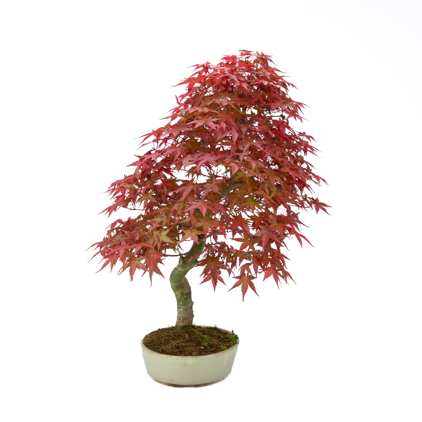 Acer palmatum pot ovale crème 20 cm, hauteur ~40 cm