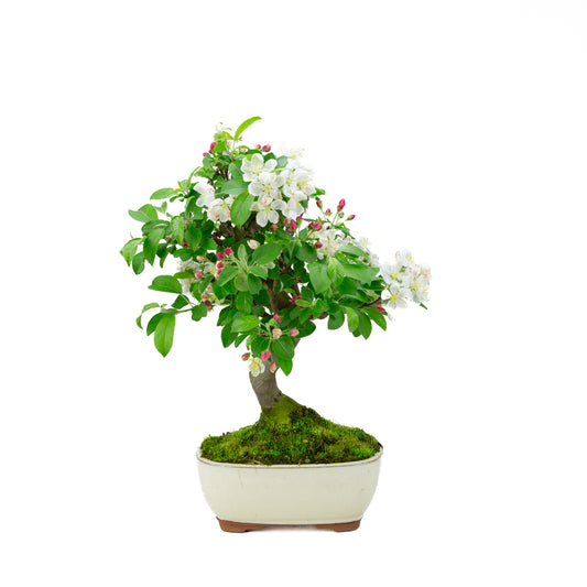 Malus halliana pot rectangulaire crème 16 cm, hauteur ~34 cm