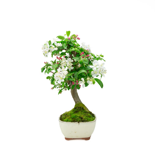 Malus halliana pot rectangulaire crème 16 cm, hauteur ~34 cm