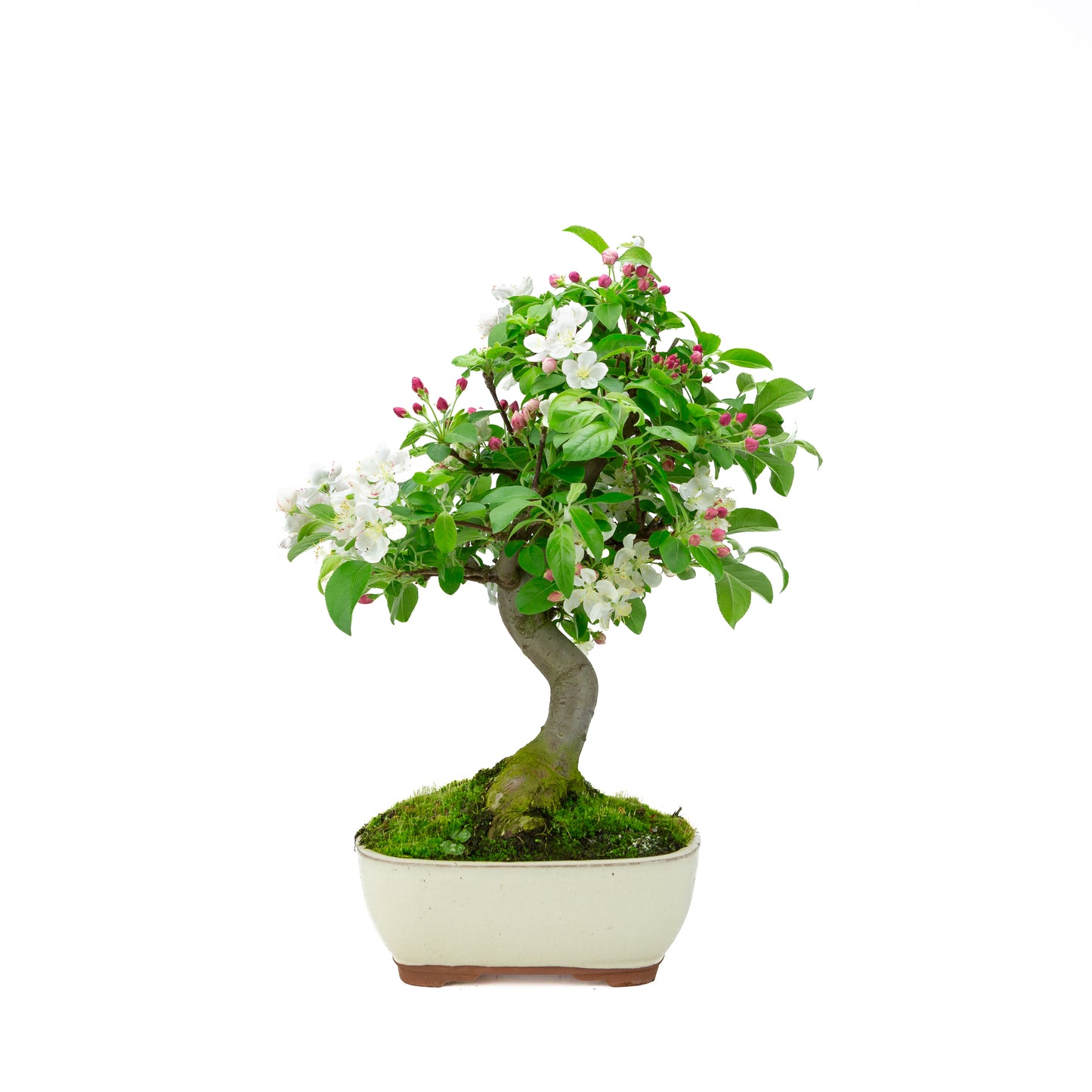 Malus halliana pot rectangulaire crème 16 cm, hauteur ~34 cm