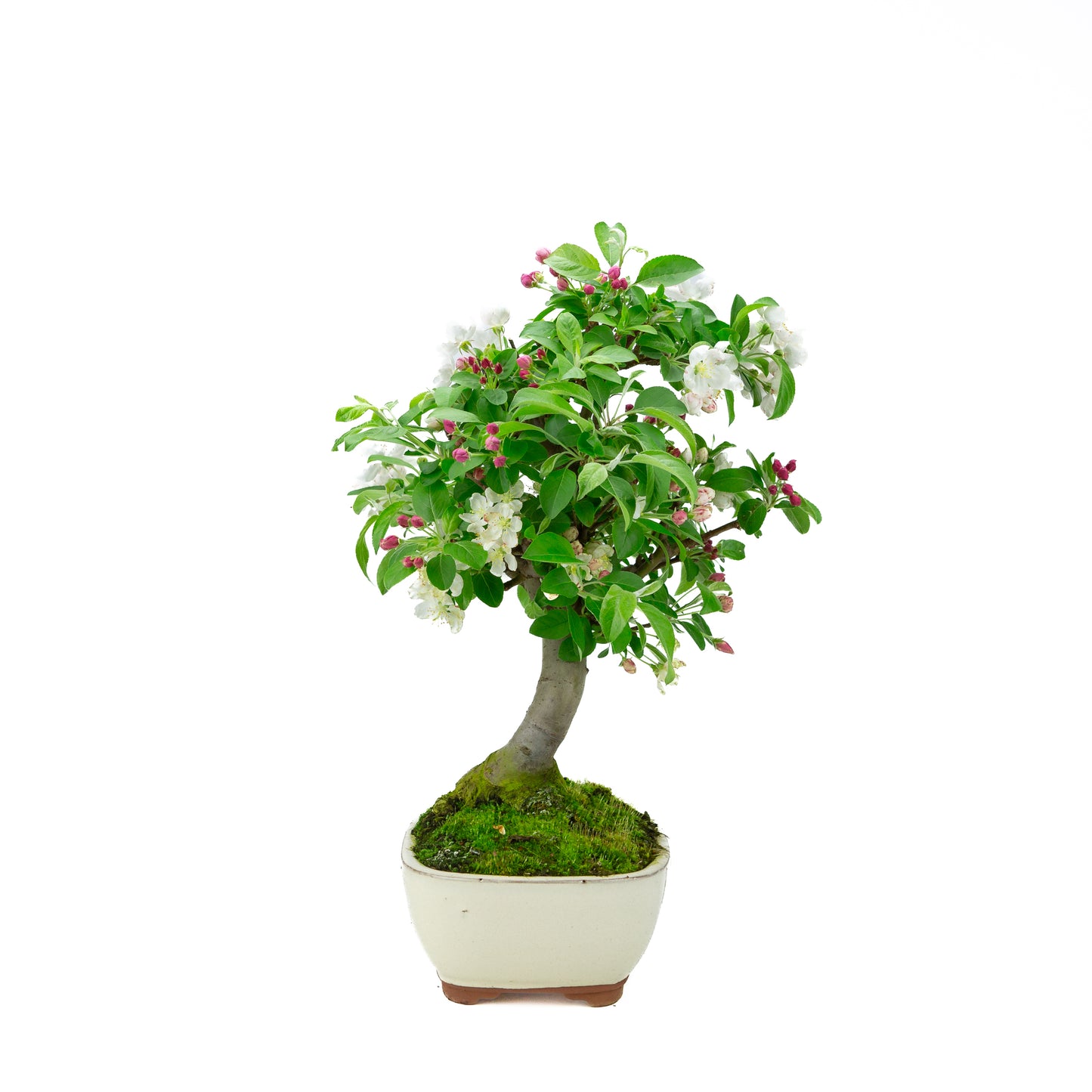 Malus halliana pot rectangulaire crème 16 cm, hauteur ~34 cm