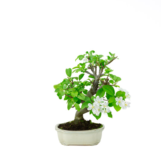Malus halliana pot rectangulaire crème 16 cm, hauteur ~34 cm