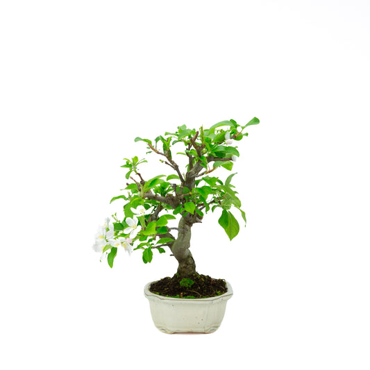 Malus halliana pot rectangulaire crème 16 cm, hauteur ~34 cm