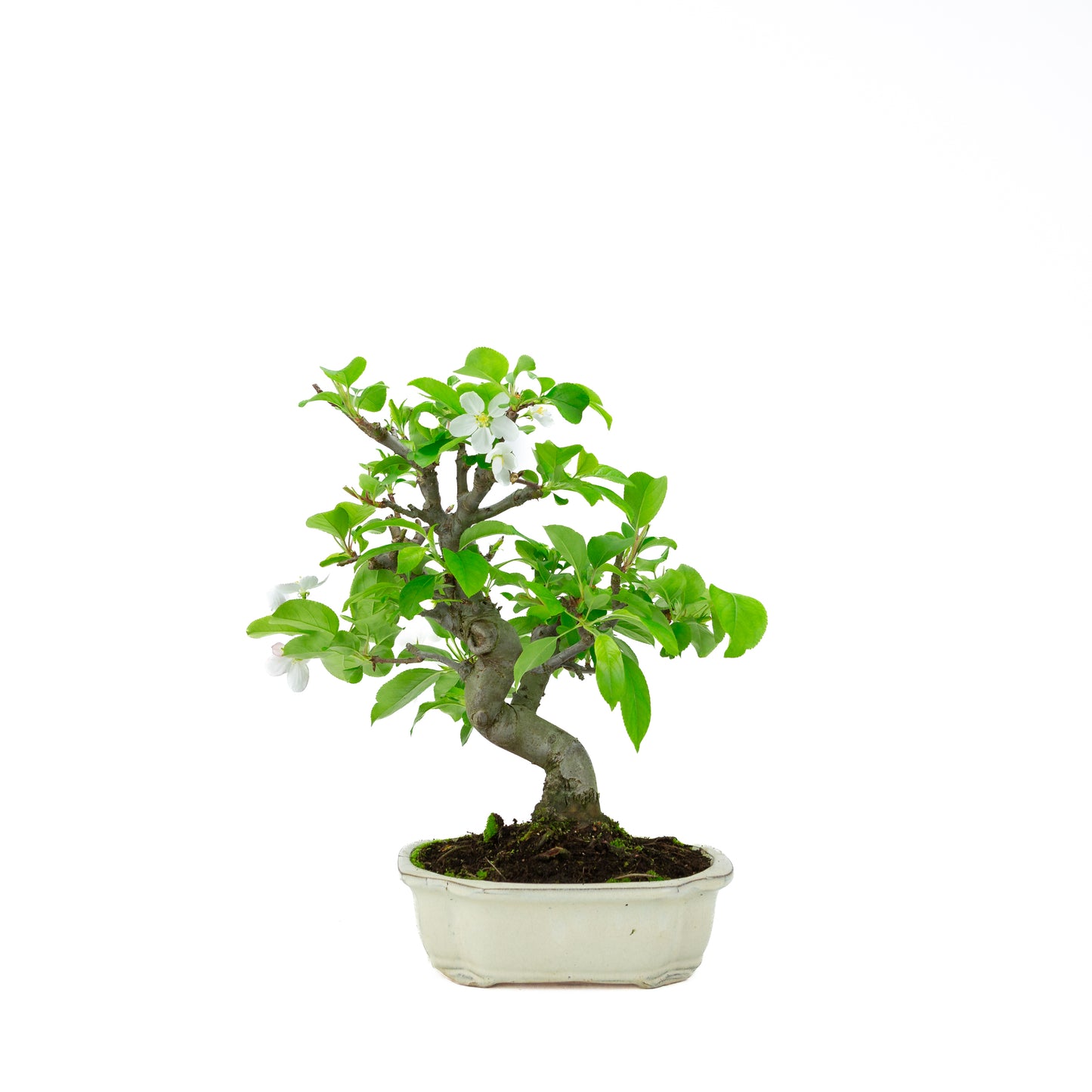 Malus halliana pot rectangulaire crème 16 cm, hauteur ~34 cm