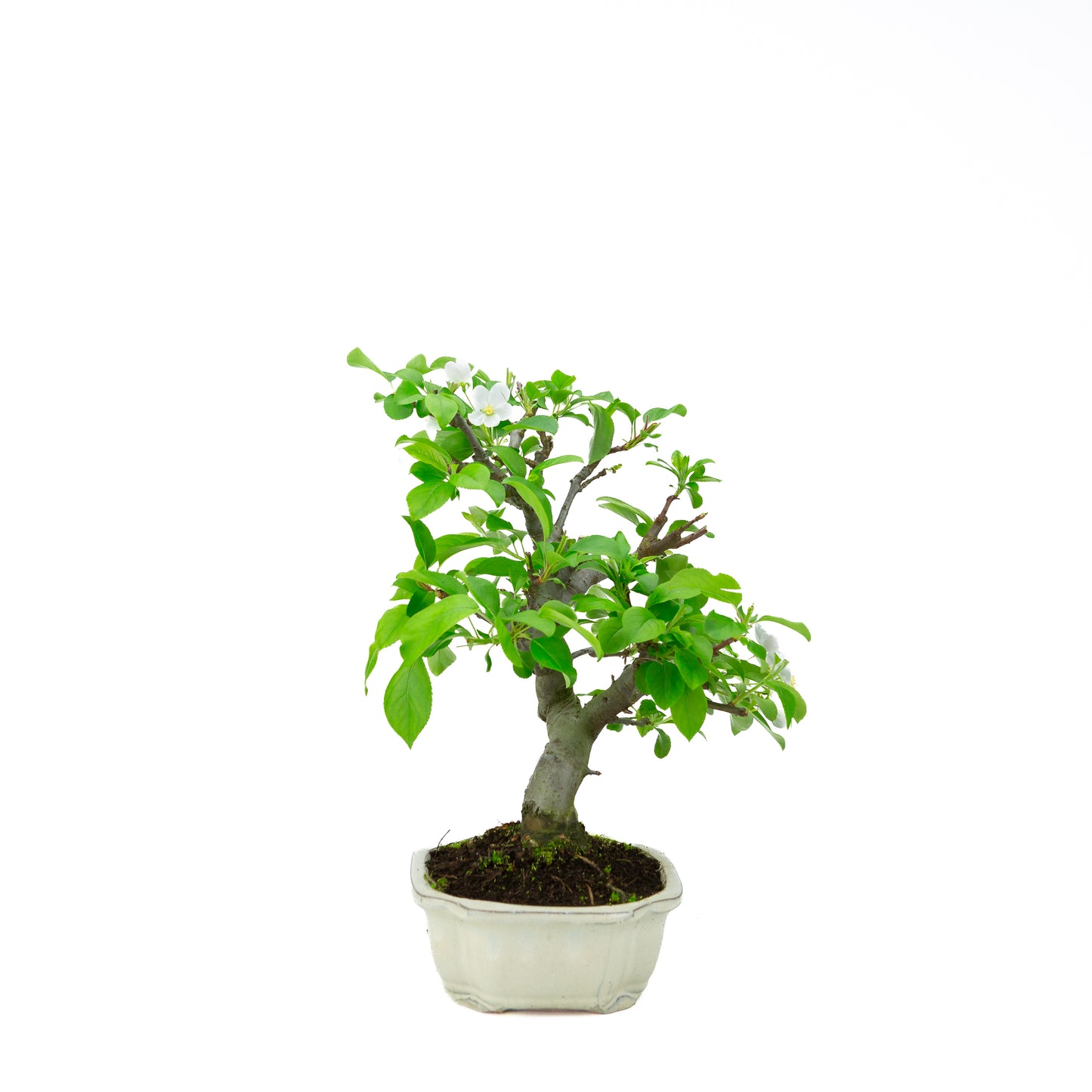 Malus halliana pot rectangulaire crème 16 cm, hauteur ~34 cm