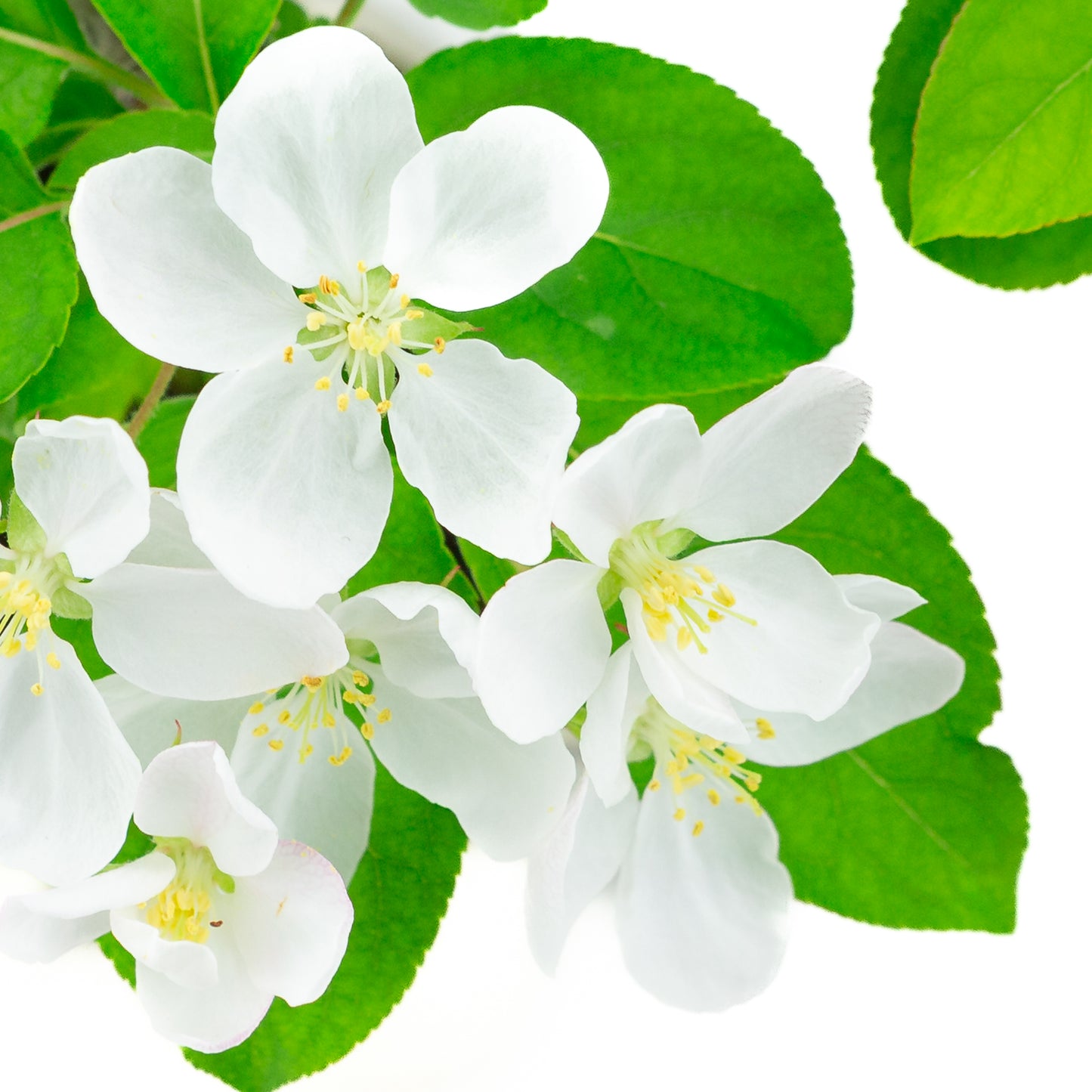 Malus halliana pot rectangulaire crème 16 cm, hauteur ~34 cm