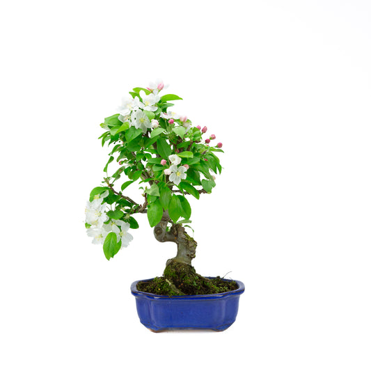 Malus halliana pot rectangulaire crème 16 cm, hauteur ~34 cm