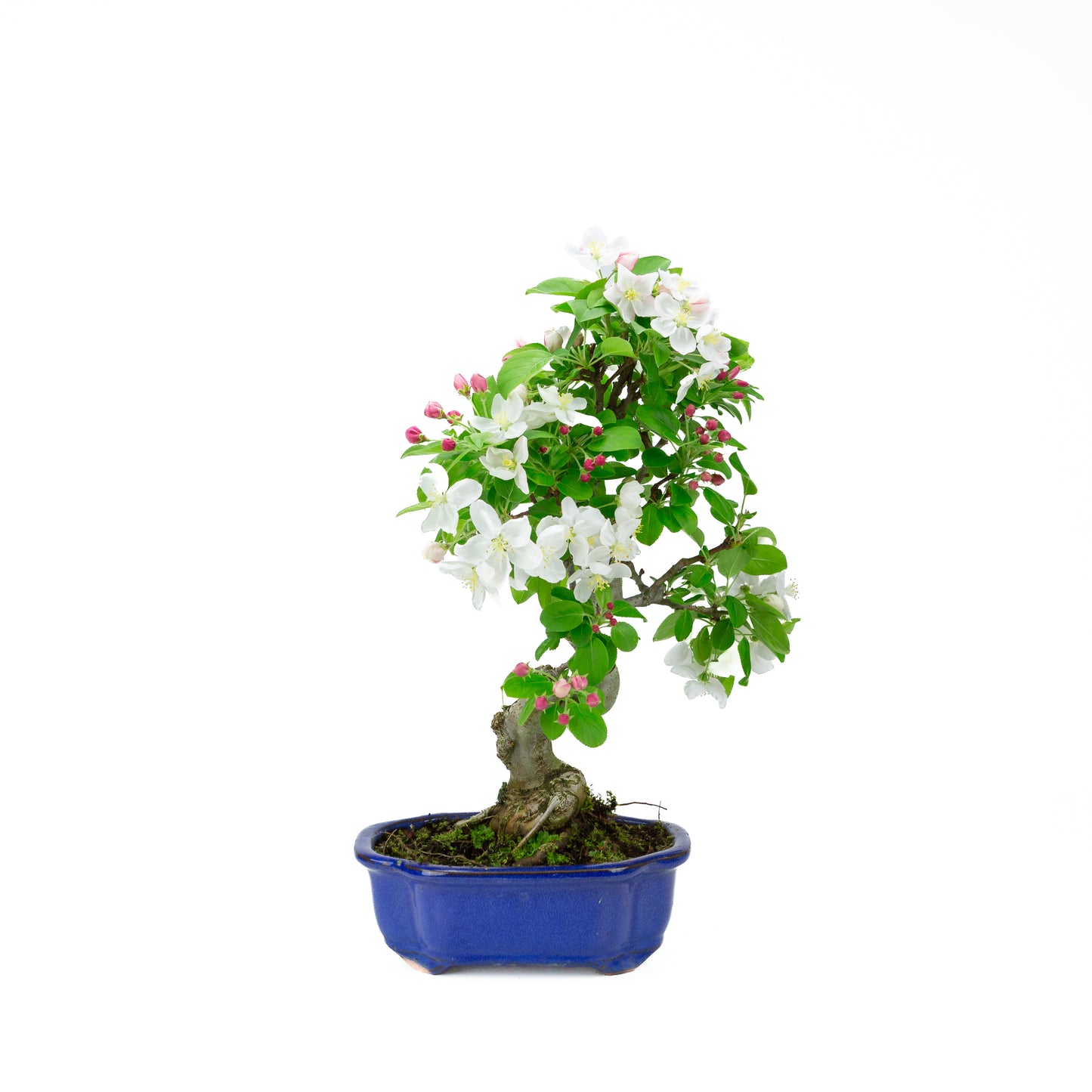 Malus halliana pot rectangulaire crème 16 cm, hauteur ~34 cm