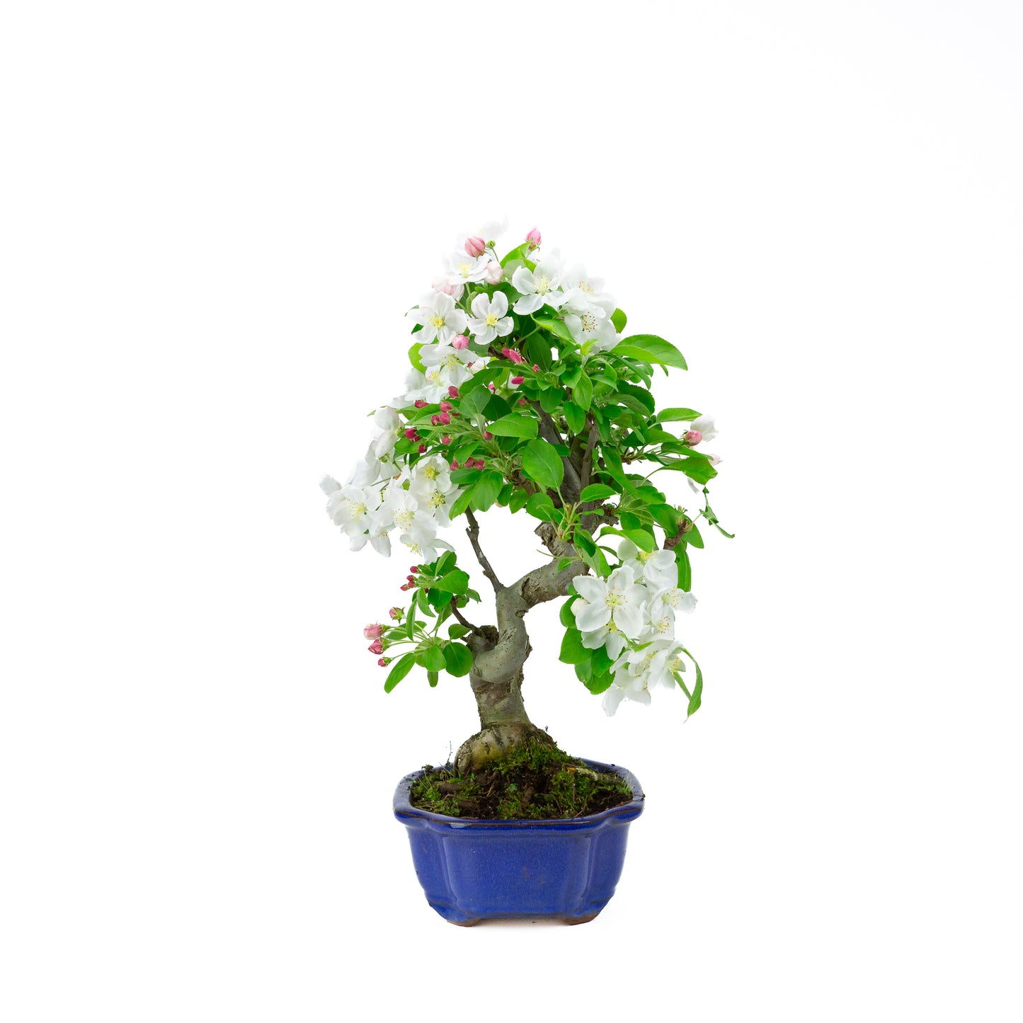 Malus halliana pot rectangulaire crème 16 cm, hauteur ~34 cm