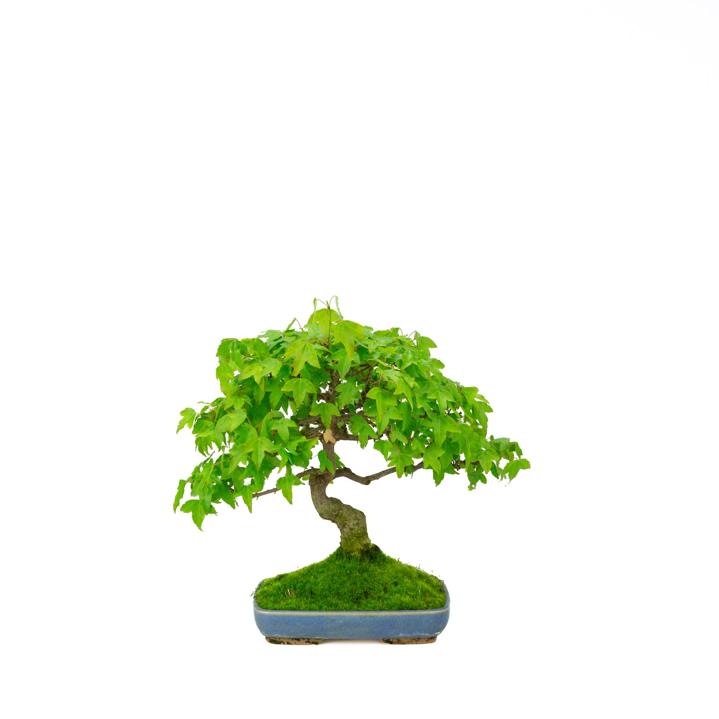 Bonsaï d'extérieur Acer buergerianum pot ovale crème 25 cm, hauteur ~36 cm