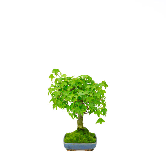 Bonsaï d'extérieur Acer buergerianum pot ovale crème 25 cm, hauteur ~36 cm