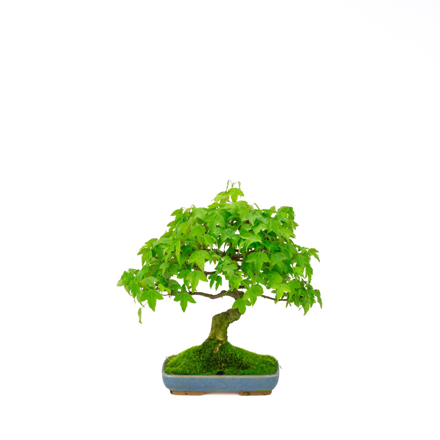 Bonsaï d'extérieur Acer buergerianum pot ovale crème 25 cm, hauteur ~36 cm