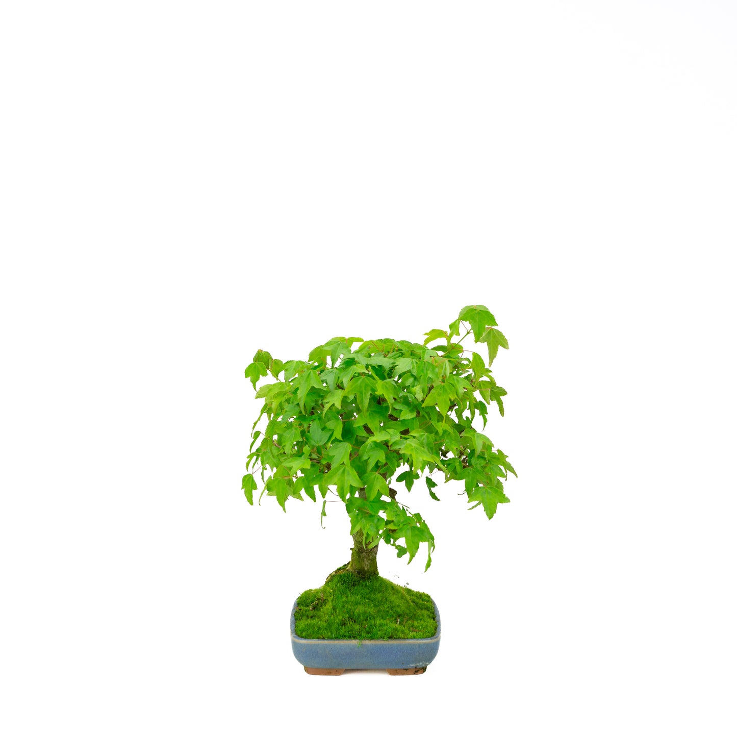 Bonsaï d'extérieur Acer buergerianum pot ovale crème 25 cm, hauteur ~36 cm