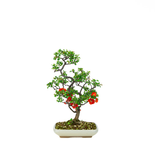 Chaenomeles speciosa pot rond en terre cuite 11 cm, hauteur ~12 cm