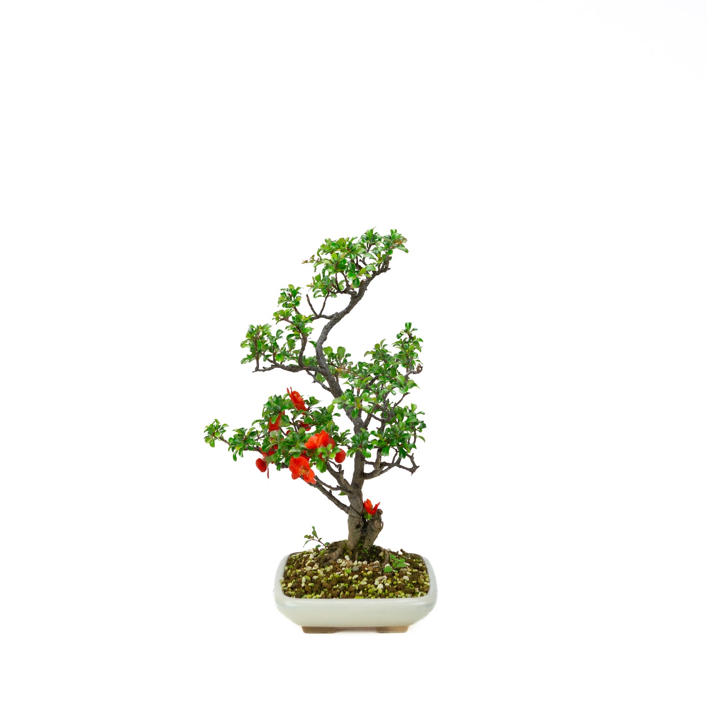Chaenomeles speciosa pot rond en terre cuite 11 cm, hauteur ~12 cm