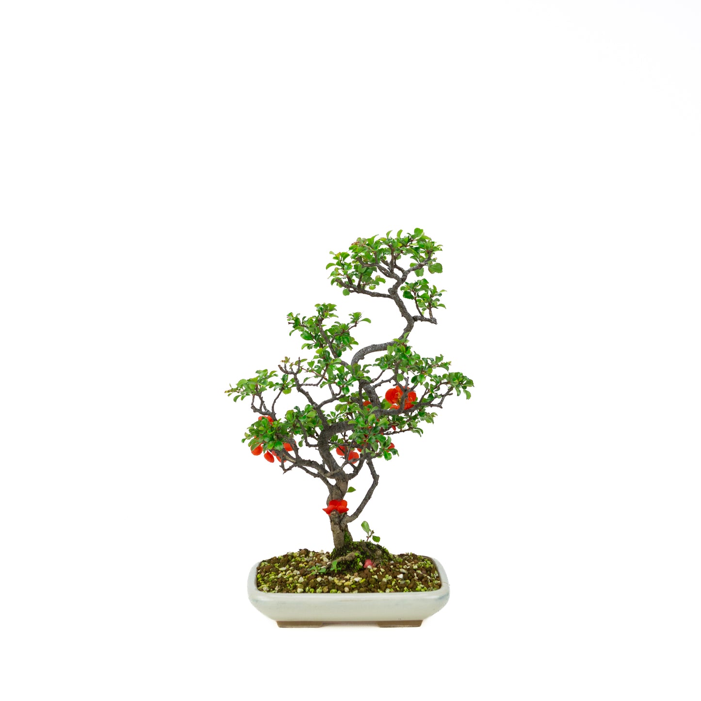 Chaenomeles speciosa pot rond en terre cuite 11 cm, hauteur ~12 cm