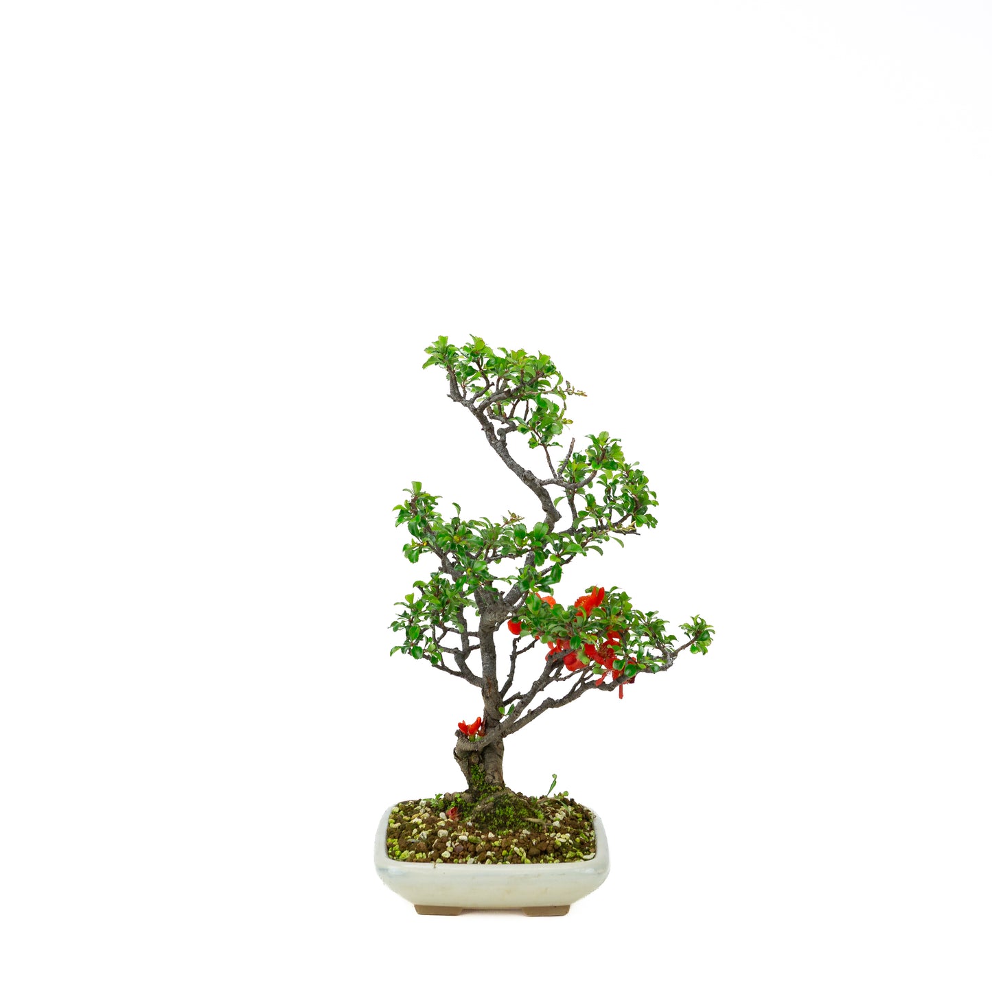 Chaenomeles speciosa pot rond en terre cuite 11 cm, hauteur ~12 cm