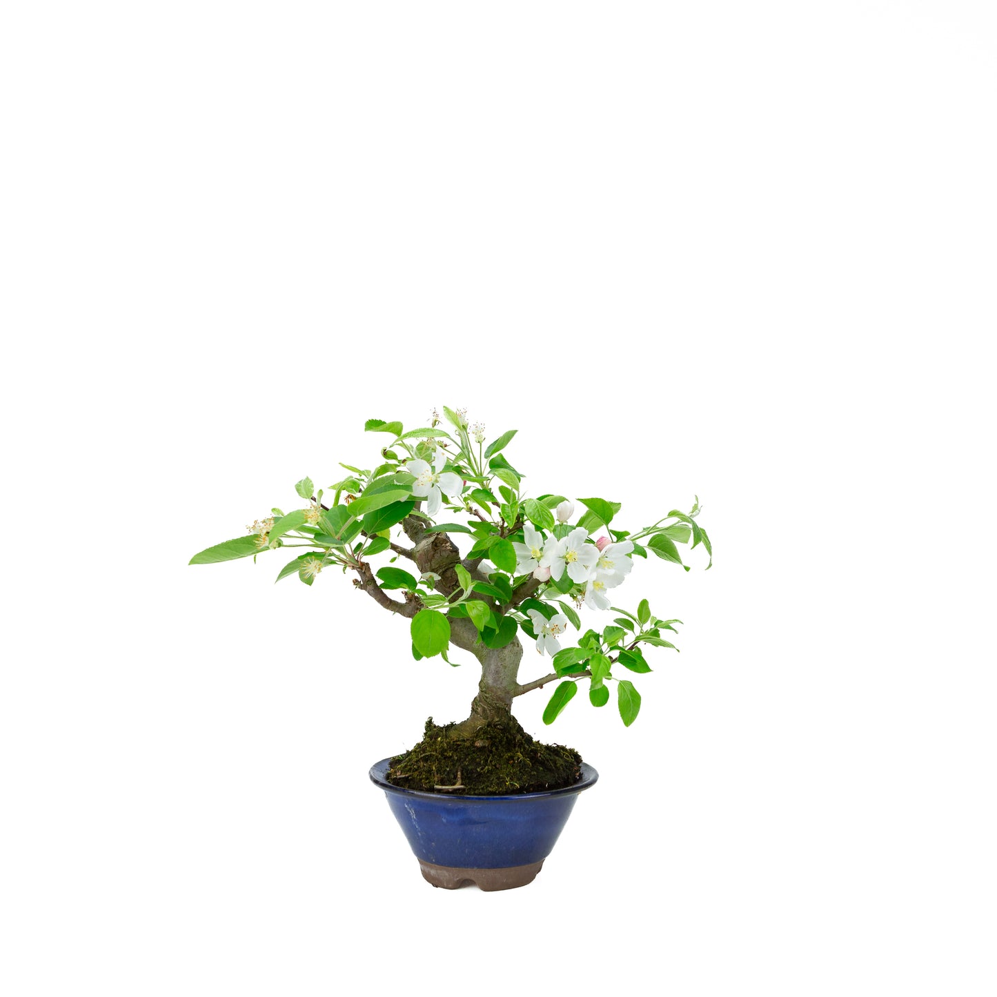 Malus halliana pot rectangulaire crème 16 cm, hauteur ~34 cm