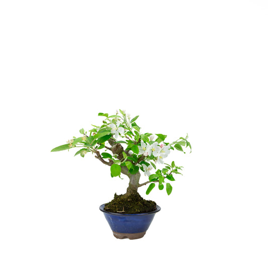 Malus halliana pot rectangulaire crème 16 cm, hauteur ~34 cm